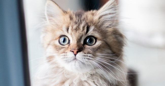 What do you think is the most endearing quality of cats?