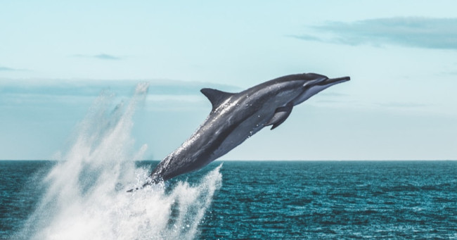 Which Toca Boca pet would be your ideal bedroom companion?